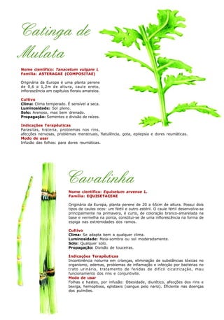 Catinga de
Mulata
Nome científico: Tanacetum vulgare L
Família: ASTERAGAE (COMPOSITAE)
Originária da Europa é uma planta perene
de 0,6 a 1,2m de altura, caule ereto,
inflorescência em capítulos florais amarelos.
Cultivo
Clima: Clima temperado. É sensível a seca.
Luminosidade: Sol pleno.
Solo: Arenoso, mas bem drenado.
Propagação: Sementes e divisão de raízes.
Indicações Terapêuticas
Parasitas, histeria, problemas nos rins,
afecções nervosas, problemas menstruais, flatulência, gota, epilepsia e dores reumáticas.
Modo de usar
Infusão das folhas: para dores reumáticas.
Cavalinha
Nome científico: Equisetum arvense L.
Família: EQUISETACEAE
Originária da Europa, planta perene de 20 a 65cm de altura. Possui dois
tipos de caules ocos: um fértil e outro estéril. O caule fértil desenvolve-se
principalmente na primavera, é curto, de coloração branco-amarelada na
base e vermelha na ponta, constitui-se de uma inflorescência na forma de
espiga nas extremidades dos ramos.
Cultivo
Clima: Se adapta bem a qualquer clima.
Luminosidade: Meia-sombra ou sol moderadamente.
Solo: Qualquer solo.
Propagação: Divisão de touceiras.
Indicações Terapêuticas
Incontinência noturna em crianças, eliminação de substâncias tóxicas no
organismo, edemas, problemas de inflamação e infecção por bactérias no
trato urinário, tratamento de feridas de difícil cicatrização, mau
funcionamento dos rins e conjuntivite.
Modo de usar
Folhas e hastes, por infusão: Obesidade, diurético, afecções dos rins e
bexiga, hemoptises, epistaxis (sangue pelo nariz). Eficiente nas doenças
dos pulmões.
 