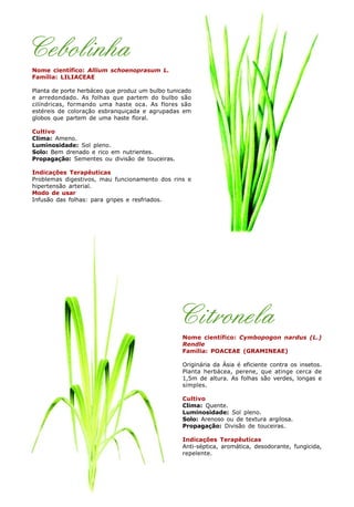 Cebolinha
Nome científico: Allium schoenoprasum L.
Família: LILIACEAE
Planta de porte herbáceo que produz um bulbo tunicado
e arredondado. As folhas que partem do bulbo são
cilíndricas, formando uma haste oca. As flores são
estéreis de coloração esbranquiçada e agrupadas em
globos que partem de uma haste floral.
Cultivo
Clima: Ameno.
Luminosidade: Sol pleno.
Solo: Bem drenado e rico em nutrientes.
Propagação: Sementes ou divisão de touceiras.
Indicações Terapêuticas
Problemas digestivos, mau funcionamento dos rins e
hipertensão arterial.
Modo de usar
Infusão das folhas: para gripes e resfriados.
Citronela
Nome científico: Cymbopogon nardus (L.)
Rendle
Família: POACEAE (GRAMINEAE)
Originária da Ásia é eficiente contra os insetos.
Planta herbácea, perene, que atinge cerca de
1,5m de altura. As folhas são verdes, longas e
simples.
Cultivo
Clima: Quente.
Luminosidade: Sol pleno.
Solo: Arenoso ou de textura argilosa.
Propagação: Divisão de touceiras.
Indicações Terapêuticas
Anti-séptica, aromática, desodorante, fungicida,
repelente.
 