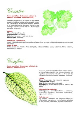 Coentro
Nome científico: Coriandrum sativum L.
Família: APIACEAE (UMBELLIFERAE)
Originária da região sul da Europa, é uma planta
de porte herbáceo, ciclo anual e que pode atingir
até 1m de altura. As folhas são alternas, pinadas
e de coloração verde-brilhante. As flores, de
coloração branca ou rósea. O fruto é de coloração
vermelha a marrom.
Cultivo
Clima: Temperado quente.
Luminosidade: Sol pleno.
Solo: Leve e rico em matéria orgânica.
Propagação: Sementes.
Indicações Terapêuticas
Acidez e dilatação estomacal, congestão no fígado, fome nervosa, má digestão, espasmos e impurezas
no sangue.
Modo de usar
Frutos secos, por infusão: Males do fígado, antiespasmódico, gases, sudorífico, febre, sedativo,
estomáquico, histeria.
Confrei
Nome científico: Symphytum officinale L.
Família: BORAGINACEAE
Erva vivaz, com caule de 40 a 80cm ereto e ramoso.
As folhas são grandes, de formato agudo, de
superfície ligeiramente ondulada. As flores são de
coloração amarela ou violeta, grandes e tubulosas.
Cultivo
Clima: Temperado a frio, resistente a geadas.
Luminosidade: Sombra.
Solo: Úmido, mas não encharcado.
Propagação: Divisão de touceiras e estaquia de
raízes.
Indicações Terapêuticas
Adstringente, antiinflamatória, calmante,
cicatrizante, emoliente, hidratante, higienizante,
regeneradora celular.
Modo de usar
Uso externo, cataplasma das folhas por decocção:
Inflamações, reumatismo, tromboflebites, afecções
da pele, micoses, dermatites, espinhas, hemostático.
 