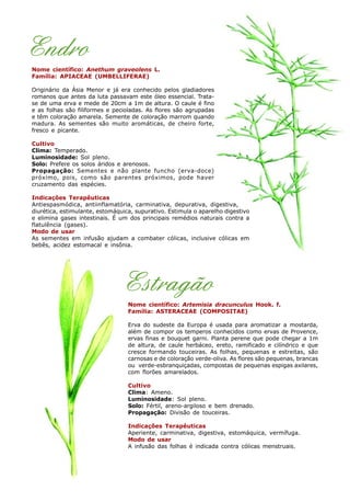 Endro
Nome científico: Anethum graveolens L.
Família: APIACEAE (UMBELLIFERAE)
Originário da Ásia Menor e já era conhecido pelos gladiadores
romanos que antes da luta passavam este óleo essencial. Trata-
se de uma erva e mede de 20cm a 1m de altura. O caule é fino
e as folhas são filiformes e pecioladas. As flores são agrupadas
e têm coloração amarela. Semente de coloração marrom quando
madura. As sementes são muito aromáticas, de cheiro forte,
fresco e picante.
Cultivo
Clima: Temperado.
Luminosidade: Sol pleno.
Solo: Prefere os solos áridos e arenosos.
Propagação: Sementes e não plante funcho (erva-doce)
próximo, pois, como são parentes próximos, pode haver
cruzamento das espécies.
Indicações Terapêuticas
Antiespasmódica, antiinflamatória, carminativa, depurativa, digestiva,
diurética, estimulante, estomáquica, supurativo. Estimula o aparelho digestivo
e elimina gases intestinais. É um dos principais remédios naturais contra a
flatulência (gases).
Modo de usar
As sementes em infusão ajudam a combater cólicas, inclusive cólicas em
bebês, acidez estomacal e insônia.
Estragão
Nome científico: Artemisia dracunculus Hook. f.
Família: ASTERACEAE (COMPOSITAE)
Erva do sudeste da Europa é usada para aromatizar a mostarda,
além de compor os temperos conhecidos como ervas de Provence,
ervas finas e bouquet garni. Planta perene que pode chegar a 1m
de altura, de caule herbáceo, ereto, ramificado e cilíndrico e que
cresce formando touceiras. As folhas, pequenas e estreitas, são
carnosas e de coloração verde-oliva. As flores são pequenas, brancas
ou verde-esbranquiçadas, compostas de pequenas espigas axilares,
com florões amarelados.
Cultivo
Clima: Ameno.
Luminosidade: Sol pleno.
Solo: Fértil, areno-argiloso e bem drenado.
Propagação: Divisão de touceiras.
Indicações Terapêuticas
Aperiente, carminativa, digestiva, estomáquica, vermífuga.
Modo de usar
A infusão das folhas é indicada contra cólicas menstruais.
 