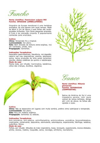 Funcho
Nome científico: Foeniculum vulgare Mill
Família: APIACEAE (UMBELLIFERAE)
Originário da Europa meridional é uma herbácea
aromática, de ciclo perene com caule ramoso. Mede
de 80cm a 2m de altura e suas folhas são verde-
azuladas brilhantes. Com flores pequenas amarelas.
O fruto é de coloração cinzenta. É popularmente
conhecida como erva-doce.
Cultivo
Clima: Temperado frio a tropical.
Luminosidade: Sol pleno.
Solo: Bem drenado de textura areno-argilosa, rico
em nutrientes, úmido, leve.
Propagação: Sementes.
Indicações Terapêuticas
Desordens gastrintestinais, flatulência, má digestão,
catarro nas vias respiratórias, anemia, abscessos,
asma, baixa produção de leite pelas lactantes,
diarréia, efeitos colaterais da quimio e radioterapia.
Modo de usar
Planta toda, por infusão: Carminativa, balsâmica,
cólica das crianças, diurética, digestiva.
Nome científico: Mikania
glomerata
Família: ASTERACEAE
(COMPOSITAE)
Nativa da América do Sul é uma
trepadeira perene, com caule
volúvel de ramos lenhosos. Atinge
até 1,2m de altura. As folhas são
opostas e ovais.
Cultivo
Clima: Não se desenvolve em lugares com muita sombra, prefere clima subtropical e temperado.
Luminosidade: Sol pleno.
Solo: Rico em matéria orgânica.
Propagação: Sementes ou estacas.
Indicações Terapêuticas
Anti-reumática, anti-séptica, antiinflamatória, antimicrobiana, aromática, broncodilatadora,
cicatrizante, conservante, depurativa, estimulante, estomáquica, expectorante, febrífuga, sedativa,
sudorífera, tônica.
Modo de usar
Folhas, por infusão: Afecções do trato respiratório, tosse, bronquite, expectorante, bronco-dilatador,
artrite, úlceras, malária, rouquidão, asma, nevralgia, artritismo, reumatismo.
Guaco
 