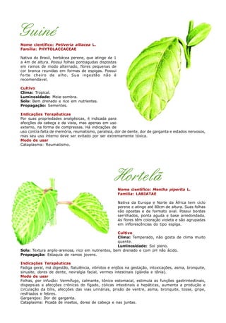 Guiné
Nome científico: Petiveria alliacea L.
Família: PHYTOLACCACEAE
Nativa do Brasil, herbácea perene, que atinge de 1
a 4m de altura. Possui folhas pontiagudas dispostas
em ramos de modo alternado, flores pequenas de
cor branca reunidas em formas de espigas. Possui
forte cheiro de alho. Sua ingestão não é
recomendável.
Cultivo
Clima: Tropical.
Luminosidade: Meia-sombra.
Solo: Bem drenado e rico em nutrientes.
Propagação: Sementes.
Indicações Terapêuticas
Por suas propriedades analgésicas, é indicada para
afecções da cabeça e da vista, mas apenas em uso
externo, na forma de compressas. Há indicações de
uso contra falta de memória, reumatismo, paralisia, dor de dente, dor de garganta e estados nervosos,
mas seu uso interno deve ser evitado por ser extremamente tóxica.
Modo de usar
Cataplasma: Reumatismo.
Hortelã
Nome científico: Mentha piperita L.
Família: LABIATAE
Nativa da Europa e Norte da África tem ciclo
perene e atinge até 80cm de altura. Suas folhas
são opostas e de formato oval. Possui bordas
serrilhados, ponta aguda e base arredondada.
As flores têm coloração violeta e são agrupadas
em inflorescências do tipo espiga.
Cultivo
Clima: Temperado, não gosta de clima muito
quente.
Luminosidade: Sol pleno.
Solo: Textura argilo-arenosa, rico em nutrientes, bem drenado e com pH não ácido.
Propagação: Estaquia de ramos jovens.
Indicações Terapêuticas
Fadiga geral, má digestão, flatulência, vômitos e enjôos na gestação, intoxicações, asma, bronquite,
sinusite, dores de dente, nevralgia facial, vermes intestinais (giárdia e tênia).
Modo de usar
Folhas, por infusão: Vermífugo, calmante, tônico estomacal, estimula as funções gastrintestinais,
dispepsias e afecções crônicas do fígado, cólicas intestinais e hepáticas, aumenta a produção e
circulação da bílis, afecções das vias urinárias, prisão de ventre, asma, bronquite, tosse, gripe,
resfriados e febres.
Gargarejos: Dor de garganta.
Cataplasma: Picada de insetos, dores de cabeça e nas juntas.
 