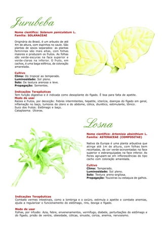 Jurubeba
Nome científico: Solanum paniculatum L.
Família: SOLANACEAE
Originária do Brasil, é um arbusto de até
4m de altura, com espinhos no caule. São
plantas de sexos separados: as plantas
femininas são mais altas, com folhas
maiores e produzem os frutos. As folhas
são verde-escuras na face superior e
verde-claras na inferior. O fruto, em
cachos, é uma baga esférica, de coloração
amarelada.
Cultivo
Clima: Do tropical ao temperado.
Luminosidade: Sol pleno.
Solo: De textura arenosa e leve.
Propagação: Sementes.
Indicações Terapêuticas
Tem função digestiva e é indicada como desopilante do fígado. É boa para falta de apetite.
Modo de usar
Raízes e frutos, por decocção: Febres intermitentes, hepatite, icterícia, doenças do fígado em geral,
inflamação no baço, tumores do útero e do abdome, cólica, diurético, estimulante, tônico.
Suco dos frutos: Estômago e baço.
Cataplasma: Úlceras.
Losna
Nome científico: Artemisia absinthium L.
Família: ASTERACEAE (COMPOSITAE)
Nativa da Europa é uma planta arbustiva que
atinge até 1m de altura, com folhas bem
recortadas, de cor verde-acinzentadas na face
superior e esbranquiçadas na face inferior. As
flores agrupam-se em inflorescências do tipo
cacho com coloração amarelada.
Cultivo
Clima: Temperado.
Luminosidade: Sol pleno.
Solo: Textura areno-argilosa.
Propagação: Touceiras ou estaquia de galhos.
Indicações Terapêuticas
Combate vermes intestinais, como a lombriga e o oxiúro, estimula o apetite e combate anemias,
ajuda a regularizar o funcionamento do estômago, rins, bexiga e fígado.
Modo de usar
Folhas, por infusão: Azia, febre, envenenamentos, vermífugo, diabete, perturbações do estômago e
do fígado, prisão de ventre, obesidade, cólicas, sinusite, coriza, anemia, nervosismo.
 