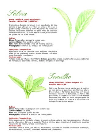Sálvia
Nome científico: Salvia officinalis L.
Família: LAMIACEAE (LABIATAE)
Originária da Europa meridional é um subarbusto, de ciclo
perene e que atinge até 70cm de altura. O caule é
quadrangular, ramificado e forma touceiras. As folhas são
opostas, reticuladas, cobertas por pêlos finos, de coloração
verde-esbranquiçada. As flores são de coloração azul-violeta
em grupos de 3 a 6 por vértice.
Cultivo
Clima: Temperado e sensível a ventos frios.
Luminosidade: Meia-sombra a pleno.
Solo: Fértil, bem drenado e rico em matéria orgânica.
Propagação: Sementes ou estaquia de ramos jovens.
Indicações Terapêuticas
Afecções da boca, da garganta e das amídalas, mau hálito,
aftas, dor de picadas de insetos, feridas, úlceras, resfriados,
tosse, bronquite e contusões.
Modo de usar
Folhas e flores, por infusão: Desinfetante da boca, garganta e feridas, esgotamento nervoso, problemas
da menopausa, depressão, vômitos, diabete, afecções do estômago.
Tomilho
Nome científico: Thymus vulgaris L.v
Família: LABIATAE
Nativa da Europa é uma planta semi-arbustiva,
de ciclo perene e que atinge até 50cm de altura.
Desenvolve-se formando touceiras com caules
lenhosos, rasteiros e tortuosos. As folhas são
pequenas, de formato linear e com bordas
enroladas para baixo. As flores são pequenas, de
coloração rosada ou branca e agrupadas em
inflorescências do tipo espiga.
Cultivo
Clima: Temperado e subtropical com bastante sol.
Luminosidade: Sol pleno.
Solo: Não é exigente quanto ao solo.
Propagação: Sementes e estaquia de ramos jovens.
Indicações Terapêuticas
Efeito expectorante, combate a tosse, bronquite crônica, catarro nas vias respiratórias, infecções
gerais, inflamações da boca e garganta. Ajuda a eliminar gases intestinais. É cicatrizante ajudando
nas picadas de insetos, feridas e queimaduras.
Modo de usar
Sementes, folhas e flores, por infusão: Reumatismo, excitante das funções circulatórias e cerebrais,
antiespasmódico, diurético, sudorífero, desinfetante, antitérmico.
 