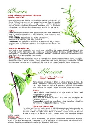 Alecrim
Originário da Europa, trata-se de um arbusto perene, com até 2m de
altura, facilmente encontrado em solos pedregosos. Suas folhas são
lineares, estreitas e opostas, de coloração verde na parte superior do
limbo e esbranquiçadas na inferior com pêlos bem finos. As flores são
azul-violeta e agrupadas em inflorescências axilares do tipo cacho.
Cultivo
Clima: Desenvolve-se muito bem em qualquer clima, com preferência
para os temperados quentes, e não gosta de clima muito frio nem
ventos fortes.
Luminosidade: Bastante sol ou muita luminosidade.
Solo: Secos e arenosos, mas bem drenados.
Propagação: Por estacas ou sementes. As estacas, de 15cm, devem
ser enterradas em local com bastante luminosidade, mas não com sol
direto.
Indicações Terapêuticas
Bom para os rins e vesícula, bem como para o equilíbrio da pressão arterial, auxiliando a boa
circulação; auxilia nos estados de depressão, dores reumáticas, digestão, facilita menstruação,
combate gota, anti-séptico, sedativo, fortalece a memória. Bochechos de infusão são recomendados
para aliviar aftas, estomatites e gengivites.
Modo de usar
Folhas, por decocção: Balsâmico, regula a secreção biliar, estimulante estomacal, tônico, dispepsia,
debilidade cardíaca, febres tifóides, tosse, gases intestinais, asma, bronquite, coqueluche, pressão
alta, pâncreas, estresse, dores de cabeça. Uso externo por fricção: Caspa e queda de cabelos.
Nome científico: Rosmarinus Officinalis
Família: LABIATAE
Planta perene com cerca de 60cm de altura, originária da Ásia e da
África. Galhos muito ramificados, folhas opostas, ovais, de cor verde-
clara. Suas flores são brancas e levemente rosadas, dispostas em
inflorescência tipo espiga. Possue sementes pequenas pretas.
Cultivo
Clima: Prefere clima subtropical, ou seja, quente e úmido. Não
tem resistência a geadas.
Luminosidade: Sol pleno.
Solo: Rico em matéria orgânica. Para isso, use 3,0 Kg/m2
de
composto orgânico.
Propagação: Estaquia na água. Basta retirar os galhos e deixá-los
mergulhados na água até brotar as raízes.
Indicações Terapêuticas
As folhas são ricas em vitamina A e C. São indicadas para os casos de ardor ao
urinar. . Boas para compressas nos bicos doloridos das lactantes. Além disso,
auxiliam na boa circulação, pele e dores reumáticas, tosse e resfriados. Ajudam
a fazer a digestão e afastam a fadiga. Servem como uma excelente pomada
antibacteriana.
Modo de usar
Gargarejos: Amidalite e aftas. Folhas e sementes, por infusão: Estimulante, carminativo, diurético,
doenças das vias respiratórias, bronquites, gripes e resfriados, antiespasmódico, combate vômitos.
Angina, dispepsia, amidalite, rins, catarros, cãibras do estômago.
Alfavaca
Nome científico: Ocimum sp
Família: LABIATAE
 