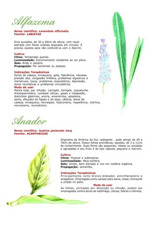 Erva européia, de 30 a 60cm de altura, com caule
estirado com flores violetas dispostas em círculos. É
preciso cautela para não confundi-la com o Alecrim.
Cultivo
Clima: Temperado quente.
Luminosidade: Extremamente resistente ao sol pleno.
Solo: Árido e calcário.
Propagação: Por sementes ou estacas.
Indicações Terapêuticas
Dores de cabeça, enxaqueca, gota, flatulência, náuseas,
pressão alta, congestão linfática, problemas digestivos e
menstruais, tosse, problemas respiratórios, depressão,
dores reumáticas e problemas circulatórios.
Modo de usar
Planta toda, por infusão: Laringite, faringite, coqueluche.
Antiespasmódico, combate cólicas, gases e indigestão,
distúrbios gástricos, anúria, amenorréia, apoplexia,
asma, afecções do fígado e do baço, cãibras, dores de
cabeça, enxaqueca, nevralgias, hipocondria, inapetência, icterícia,
nervosismo, reumatismo.
Alfazema
Nome científico: Lavandula officinalis.
Família: LABIATAE
Anador
Nome científico: Justicia pectoralis Jacq
Família: ACANTHACEAE
Originária da América do Sul, rastejante , pode atingir de 40 a
70cm de altura. Possui folhas aromáticas, opostas, de 3 a 11cm
de comprimento. Suas flores são pequenas, róseas ou azuladas
e agrupadas e seu fruto é do tipo cápsula, pequeno e marrom.
Cultivo
Clima: Tropical e subtropical.
Luminosidade: Meia-sombra.
Solo: Úmido, bem drenado e rico em matéria orgânica.
Propagação: sementes.
Indicações Terapêuticas
Principalmente como bronco-dilatador, antiinflamatório e
analgésico. Empregada como xarope para asma, tosse, bronquite
e chiado no peito.
Modo de usar
As folhas, utilizadas por decocção ou infusão, podem ser
empregadas contra dores de estômago, cólicas, febres e vômitos.
 