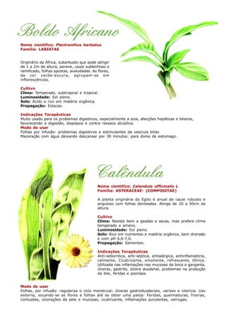 Boldo Africano
Nome científico: Plectranthus barbatus
Família: LABIATAE
Originário da África, subarbusto que pode atingir
de 1 a 2m de altura, perene, caule sublenhoso e
ramificado, folhas opostas, aveludadas. As flores,
de cor verde-escura, agrupam-se em
inflorescências.
Cultivo
Clima: Temperado, subtropical e tropical.
Luminosidade: Sol pleno.
Solo: Ácido e rico em matéria orgânica.
Propagação: Estacas.
Indicações Terapêuticas
Muito usado para os problemas digestivos, especialmente a azia, afecções hepáticas e biliares,
favorecendo a digestão, dispepsia e contra ressaca alcoólica.
Modo de usar
Folhas por infusão: problemas digestivos e estimulantes da vesícula biliar.
Maceração com água deixando descansar por 30 minutos: para dores de estomago.
Calêndula
Nome científico: Calendula officinalis L
Família: ASTERACEAE- (COMPOSITAE)
A planta originária do Egito é anual de caule robusto e
anguloso com folhas denteadas. Atinge de 20 a 50cm de
altura.
Cultivo
Clima: Resiste bem a geadas e secas, mas prefere clima
temperado e ameno.
Luminosidade: Sol pleno.
Solo: Rico em nutrientes e matéria orgânica, bem drenado
e com pH 6,0-7,0.
Propagação: Sementes.
Indicações Terapêuticas
Anti-seborréica, anti-séptica, antialérgica, antiinflamatória,
calmante, Cicatrizante, emoliente, refrescante, tônica.
Utilizada nas inflamações nas mucosas da boca e garganta,
úlceras, gastrite, úlcera duodenal, problemas na produção
da bile, feridas e psoríase.
Modo de usar
Folhas, por infusão: regulariza o ciclo menstrual; úlceras gastroduodenais, varizes e icterícia. Uso
externo, socando-se as flores e folhas até se obter uma pasta: Feridas, queimaduras, frieiras,
contusões, ulcerações da pele e mucosas, cicatrizante, inflamações purulentas, verrugas.
 