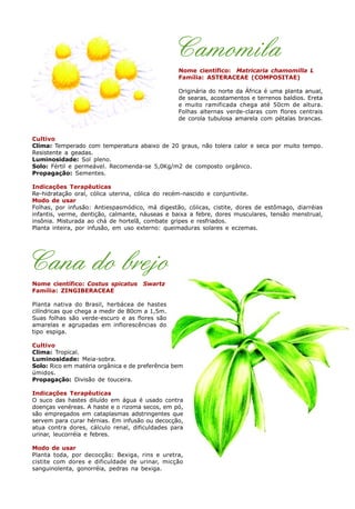 Camomila
Nome científico: Matricaria chamomilla L
Família: ASTERACEAE (COMPOSITAE)
Originária do norte da África é uma planta anual,
de searas, acostamentos e terrenos baldios. Ereta
e muito ramificada chega até 50cm de altura.
Folhas alternas verde-claras com flores centrais
de corola tubulosa amarela com pétalas brancas.
Cultivo
Clima: Temperado com temperatura abaixo de 20 graus, não tolera calor e seca por muito tempo.
Resistente a geadas.
Luminosidade: Sol pleno.
Solo: Fértil e permeável. Recomenda-se 5,0Kg/m2 de composto orgânico.
Propagação: Sementes.
Indicações Terapêuticas
Re-hidratação oral, cólica uterina, cólica do recém-nascido e conjuntivite.
Modo de usar
Folhas, por infusão: Antiespasmódico, má digestão, cólicas, cistite, dores de estômago, diarréias
infantis, verme, dentição, calmante, náuseas e baixa a febre, dores musculares, tensão menstrual,
insônia. Misturada ao chá de hortelã, combate gripes e resfriados.
Planta inteira, por infusão, em uso externo: queimaduras solares e eczemas.
Cana do brejo
Nome científico: Costus spicatus Swartz
Família: ZINGIBERACEAE
Planta nativa do Brasil, herbácea de hastes
cilíndricas que chega a medir de 80cm a 1,5m.
Suas folhas são verde-escuro e as flores são
amarelas e agrupadas em inflorescências do
tipo espiga.
Cultivo
Clima: Tropical.
Luminosidade: Meia-sobra.
Solo: Rico em matéria orgânica e de preferência bem
úmidos.
Propagação: Divisão de touceira.
Indicações Terapêuticas
O suco das hastes diluído em água é usado contra
doenças venéreas. A haste e o rizoma secos, em pó,
são empregados em cataplasmas adstringentes que
servem para curar hérnias. Em infusão ou decocção,
atua contra dores, cálculo renal, dificuldades para
urinar, leucorréia e febres.
Modo de usar
Planta toda, por decocção: Bexiga, rins e uretra,
cistite com dores e dificuldade de urinar, micção
sanguinolenta, gonorréia, pedras na bexiga.
 
