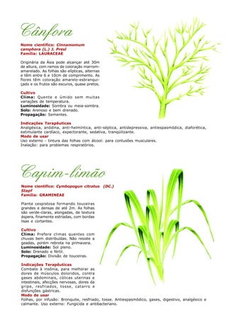 Cânfora
Nome científico: Cinnamomum
camphora (L.) J. Presl
Família: LAURACEAE
Originária da Ásia pode alcançar até 30m
de altura, com ramos de coloração marrom-
amarelado. As folhas são elípticas, alternas
e têm entre 6 e 10cm de comprimento. As
flores têm coloração amarelo-esbranqui-
çado e os frutos são escuros, quase pretos.
Cultivo
Clima: Quente e úmido sem muitas
variações de temperatura.
Luminosidade: Sombra ou meia-sombra.
Solo: Arenoso e bem drenado.
Propagação: Sementes.
Indicações Terapêuticas
Analgésica, anódina, anti-helmíntica, anti-séptica, antidepressiva, antiespasmódica, diaforética,
estimulante cardíaco, expectorante, sedativa, tranqüilizante.
Modo de usar
Uso externo - tintura das folhas com álcool: para contusões musculares.
Inalação: para problemas respiratórios.
Capim-limão
Nome científico: Cymbopogun citratus (DC.)
Stapf
Família: GRAMINEAE
Planta cespistosa formando touceiras
grandes e densas de até 2m. As folhas
são verde-claras, alongadas, de textura
áspera, finamente estriadas, com bordas
lisas e cortantes.
Cultivo
Clima: Prefere climas quentes com
chuvas bem distribuídas. Não resiste a
geadas, porém rebrota na primavera.
Luminosidade: Sol pleno.
Solo: Drenado e fértil.
Propagação: Divisão de touceiras.
Indicações Terapêuticas
Combate à insônia, para melhorar as
dores de músculos doloridos, contra
gases abdominais, cólicas uterinas e
intestinais, afecções nervosas, dores da
gripe, resfriados, tosse, catarro e
disfunções gástricas.
Modo de usar
Folhas, por infusão: Bronquite, resfriado, tosse. Antiespasmódico, gases, digestivo, analgésico e
calmante. Uso externo: Fungicida e antibacteriano.
 