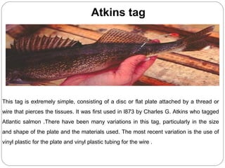 This tag is extremely simple, consisting of a disc or flat plate attached by a thread or
wire that pierces the tissues. It was first used in l873 by Charles G. Atkins who tagged
Atlantic salmon .There have been many variations in this tag, particularly in the size
and shape of the plate and the materials used. The most recent variation is the use of
vinyl plastic for the plate and vinyl plastic tubing for the wire .
Atkins tag
 