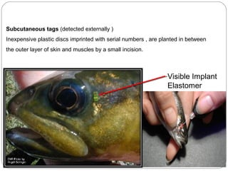 Subcutaneous tags (detected externally )
Inexpensive plastic discs imprinted with serial numbers , are planted in between
the outer layer of skin and muscles by a small incision.
Visible Implant
Elastomer
 