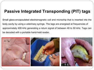 Small glass-encapsulated electromagnetic coil and microchip that is inserted into the
body cavity by using a veterinary syringe. The tags are energised at frequencies of
approximately 400 kHz generating a return signal of between 40 to 50 kHz. Tags can
be decoded with a portable hand-held reader.
Passive Integrated Transponding (PIT) tags
 