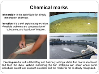 Chemical marks
Immersion-In this technique fish simply
immersed in chemical.
Injection-It is a self explainating techniqe.
•Possible problems are concentration of
substance, and location of injection.
Feeding-Works well in laboratory and hatchery settings where fish can be monitored
and feed the dyes. Without monitoring the fish problems can occur where some
individuals do not feed as much as others and the marker is not as clearly recognized.
 