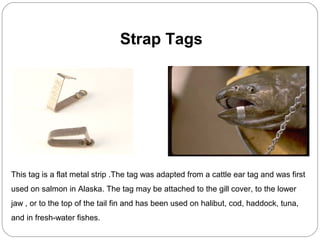Strap Tags
This tag is a flat metal strip .The tag was adapted from a cattle ear tag and was first
used on salmon in Alaska. The tag may be attached to the gill cover, to the lower
jaw , or to the top of the tail fin and has been used on halibut, cod, haddock, tuna,
and in fresh-water fishes.
 