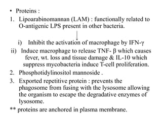• Proteins :
1. Lipoarabinomannan (LAM) : functionally related to
O-antigenic LPS present in other bacteria.
i) Inhibit the activation of macrophage by IFN-γ
ii) Induce macrophage to release TNF- β which causes
fever, wt. loss and tissue damage & IL-10 which
suppress mycobacteria induce T-cell proliferation.
2. Phosphotidylinositol mannoside .
3. Exported repetitive protein : prevents the
phagosome from fusing with the lysosome allowing
the organism to escape the degradative enzymes of
lysosome.
** proteins are anchored in plasma membrane.
 