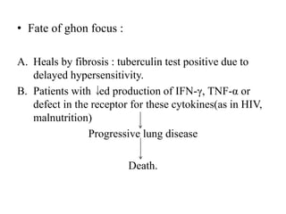 • Fate of ghon focus :
A. Heals by fibrosis : tuberculin test positive due to
delayed hypersensitivity.
B. Patients with ed production of IFN-γ, TNF-α or
defect in the receptor for these cytokines(as in HIV,
malnutrition)
Progressive lung disease
Death.
 