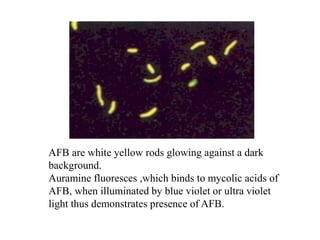 AFB are white yellow rods glowing against a dark
background.
Auramine fluoresces ,which binds to mycolic acids of
AFB, when illuminated by blue violet or ultra violet
light thus demonstrates presence of AFB.
 