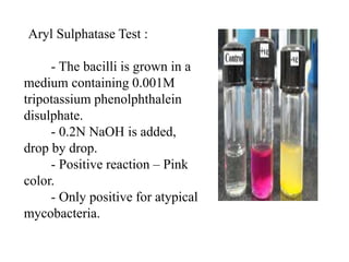 Aryl Sulphatase Test :
- The bacilli is grown in a
medium containing 0.001M
tripotassium phenolphthalein
disulphate.
- 0.2N NaOH is added,
drop by drop.
- Positive reaction – Pink
color.
- Only positive for atypical
mycobacteria.
 