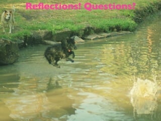 Reflections! Questions?
 