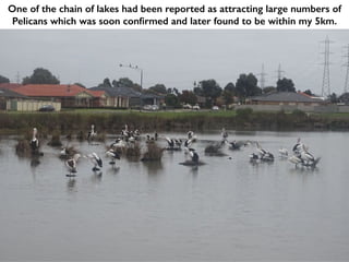 One of the chain of lakes had been reported as attracting large numbers of
Pelicans which was soon confirmed and later found to be within my 5km.
 