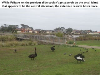 While Pelicans on the previous slide couldn’t get a perch on the small island
that appears to be the central attraction, the extensive reserve hosts more.
 