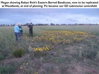 Megan showing Robyn Rick’s Eastern Barred Bandicoot, now to be replicated
at Woodlands, at end of planting. Pic became our ED submission centrefold.
 