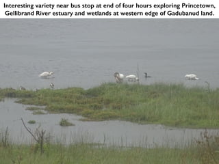 Interesting variety near bus stop at end of four hours exploring Princetown,
Gellibrand River estuary and wetlands at western edge of Gadubanud land.
 
