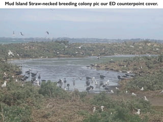 Mud Island Straw-necked breeding colony pic our ED counterpoint cover.
 