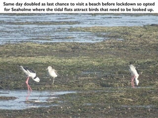 Same day doubled as last chance to visit a beach before lockdown so opted
for Seaholme where the tidal flats attract birds that need to be looked up.
 