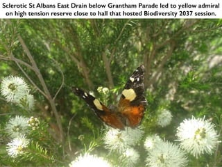 Sclerotic St Albans East Drain below Grantham Parade led to yellow admiral
on high tension reserve close to hall that hosted Biodiversity 2037 session.
 