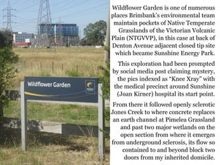Wildflower Garden is one of numerous
places Brimbank’s environmental team
maintain pockets of Native Temperate
Grasslands of the Victorian Volcanic
Plain (NTGVVP), in this case at back of
Denton Avenue adjacent closed tip site
which became Sunshine Energy Park.
This exploration had been prompted
by social media post claiming mystery,
the pics indexed as “Knee Xray” with
the medical precinct around Sunshine
(Joan Kirner) hospital its start point.
From there it followed openly sclerotic
Jones Creek to where concrete replaces
an earth channel at Pimelea Grassland
and past two major wetlands on the
open section from where it emerges
from underground sclerosis, its flow so
contained to and beyond block two
doors from my inherited domicile.
 