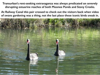 Transurban’s rent-seeking extravaganza was always predicated on severely
disrupting estuarine reaches of both Moonee Ponds and Stony Creeks.
At Railway Canal this pair crossed to check out the visitors back when video
of swans gardening was a thing, not the last place these iconic birds sneak in.
 
