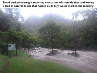 Flood peaked overnight requiring evacuation of riverside sites and leaving
a trail of natural debris that floated as its high water mark in the morning.
 