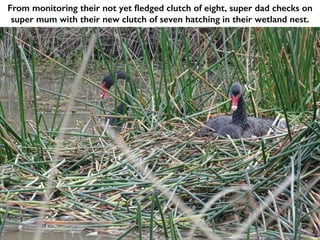 From monitoring their not yet fledged clutch of eight, super dad checks on
super mum with their new clutch of seven hatching in their wetland nest.
 