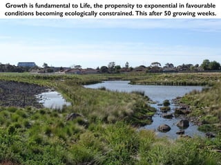 Growth is fundamental to Life, the propensity to exponential in favourable
conditions becoming ecologically constrained. This after 50 growing weeks.
 