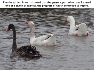 Months earlier, Anna had noted that the geese appeared to have fostered
one of a clutch of cygnets, the progress of which continued to inspire.
 