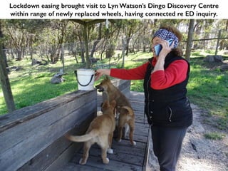 Lockdown easing brought visit to Lyn Watson’s Dingo Discovery Centre
within range of newly replaced wheels, having connected re ED inquiry.
 