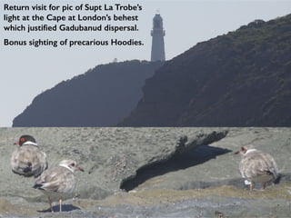 Return visit for pic of Supt La Trobe’s
light at the Cape at London’s behest
which justified Gadubanud dispersal.
Bonus sighting of precarious Hoodies.
 