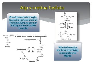 3. metabolismo delmusculo_en_reposo_y_durante_el__ejercicio | PDF