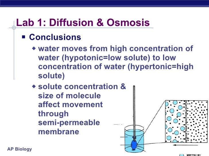 Diffusion and osmosis essay