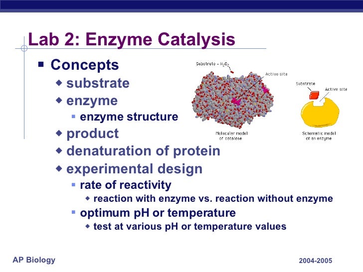 Lab 2 enzyme catalysis essay