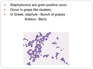  Staphylococci are gram positive cocci,
 Occur in grape like clusters,
 In Greek; staphyle - Bunch of grapes
Kokkus - Berry
 