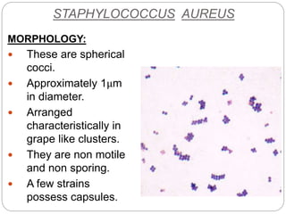 STAPHYLOCOCCUS AUREUS
MORPHOLOGY:
 These are spherical
cocci.
 Approximately 1μm
in diameter.
 Arranged
characteristically in
grape like clusters.
 They are non motile
and non sporing.
 A few strains
possess capsules.
 