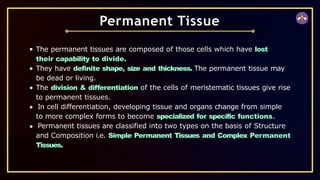 The permanent tissues are composed of those cells which have lost
their capability to divide.
They have definite shape, size and thickness. The permanent tissue may
be dead or living.
The division & differentiation of the cells of meristematic tissues give rise
to permanent tissues.
In cell differentiation, developing tissue and organs change from simple
to more complex forms to become specialized for specific functions.
Permanent tissues are classified into two types on the basis of Structure
and Composition i.e. Simple Permanent Tissues and Complex Permanent
Tissues.
Permanent Tissue
 