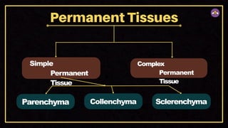 Simple
Permanent
Tissue
Complex
Permanent
Tissue
Parenchyma Collenchyma Sclerenchyma
 
