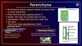 Chlorenchyma
Tissues
Parenchyma tissues support plants and store food
in roots and stems.
They form the basic packing tissue in
plants. The cells are simple and not very
specialized. These cells have thin walls and
are alive.
They have large gaps between them
because they
are loosely packed.
Parenchyma
Parenchyma tissues which
contain chlorophyll and can
perform photosynthesis.
Aerenchyma Tissues
Parenchyma tissues with large air spaces
help plants float by making them buoyant.
 