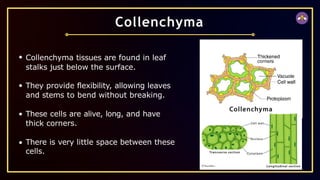 Collenchyma tissues are found in leaf
stalks just below the surface.
They provide flexibility, allowing leaves
and stems to bend without breaking.
These cells are alive, long, and have
thick corners.
There is very little space between these
cells.
Collenchyma
 