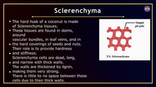 The hard husk of a coconut is made
of Sclerenchyma tissues.
These tissues are found in stems,
around
vascular bundles, in leaf veins, and in
the hard coverings of seeds and nuts.
Their role is to provide hardness
and stiffness.
Sclerenchyma cells are dead, long,
and narrow with thick walls.
The walls are thickened by lignin,
making them very strong.
There is little to no space between these
cells due to their thick walls.
Sclerenchyma
 