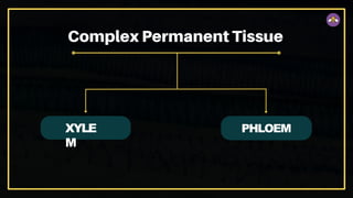 XYLE
M
PHLOEM
 