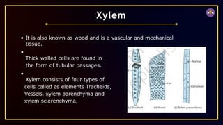It is also known as wood and is a vascular and mechanical
tissue.
Thick walled cells are found in
the form of tubular passages.
Xylem consists of four types of
cells called as elements Tracheids,
Vessels, xylem parenchyma and
xylem sclerenchyma.
Xylem
 
